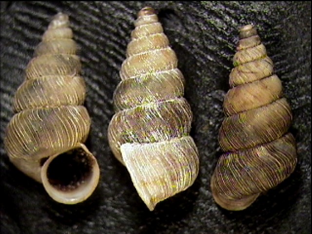 Toffolettia striolata (Porro, 1840)